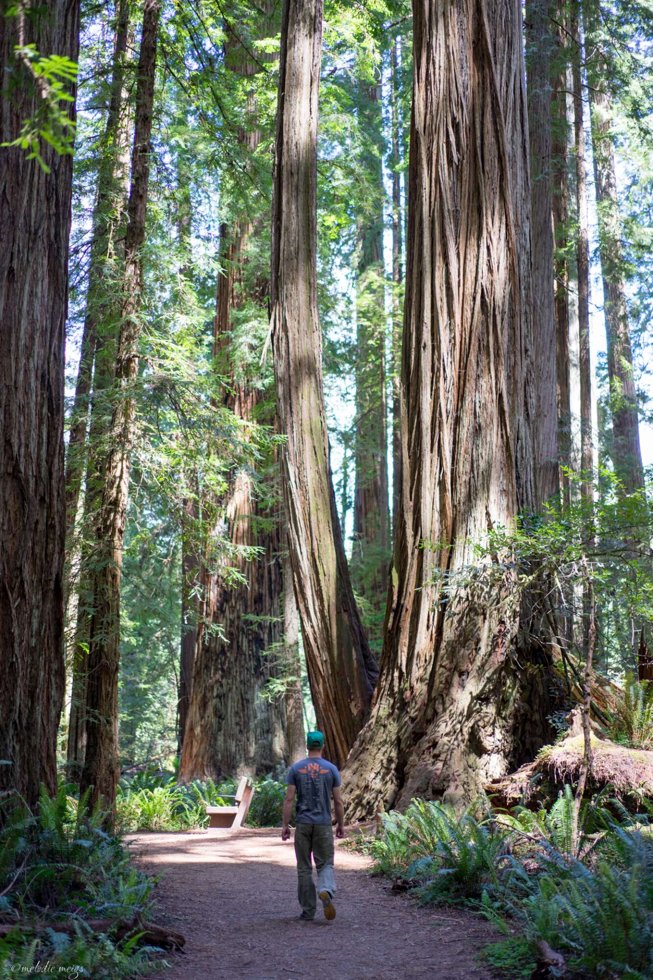 Redwood National Park Guide - patchwork&pebbles