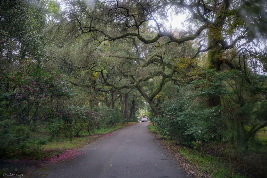 entrance to magnolia plantation charleston, sc