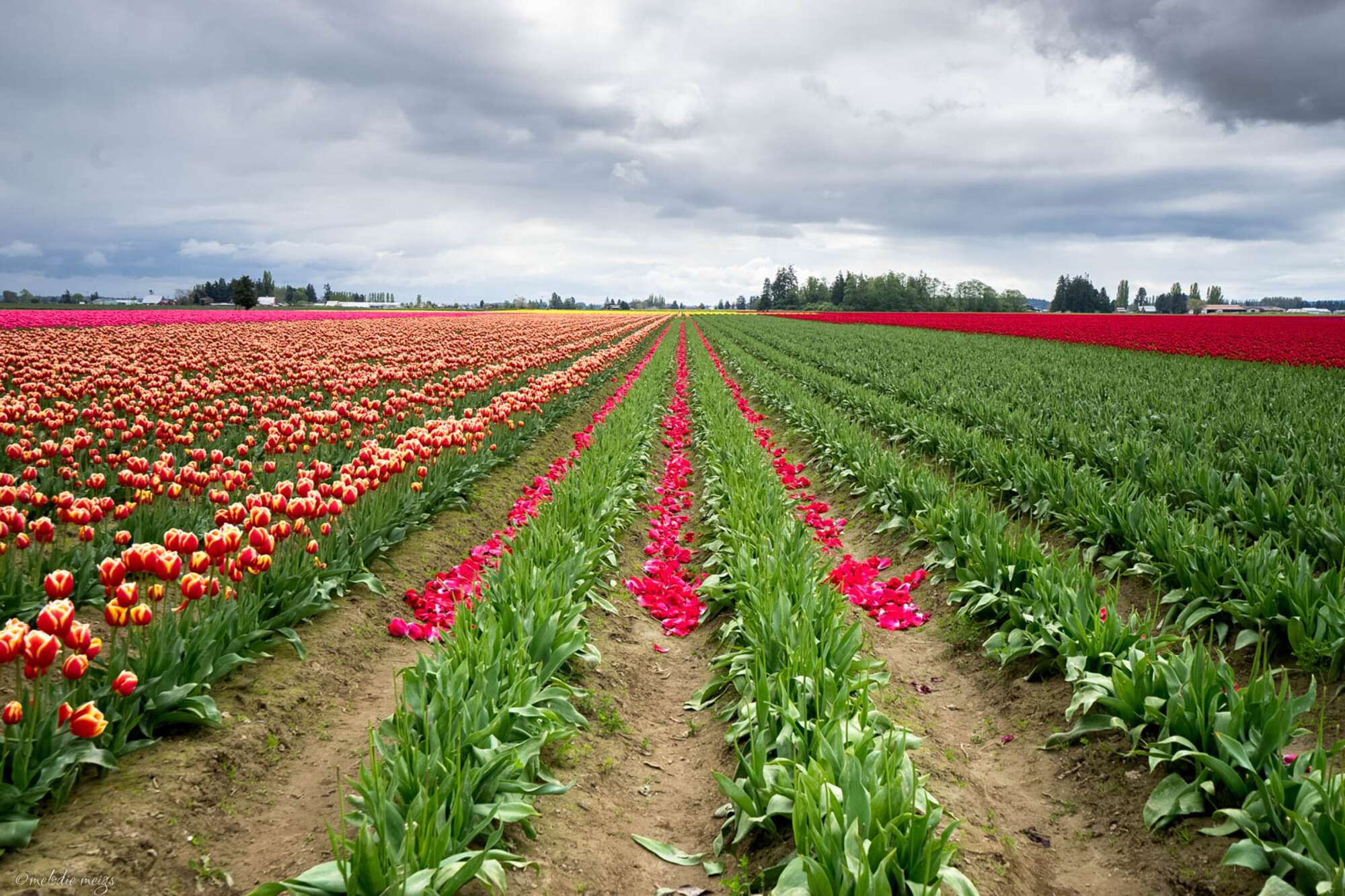 Tulip-field inspired quilt - patchwork&pebbles